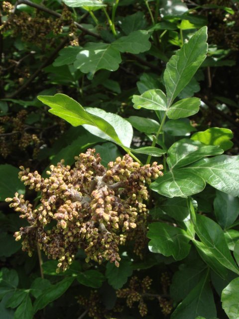 Rhus trilobata fleur P2C (2)